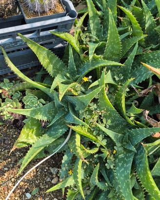 Aloe saponaria 