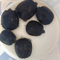 6 tartarughe d'acqua dolce per laghetto stagno