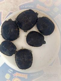 6 tartarughe d'acqua dolce per laghetto stagno