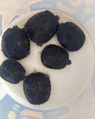 6 tartarughe d'acqua dolce per laghetto stagno