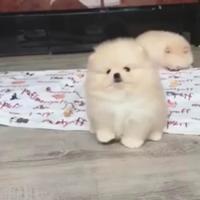 Spitz Pomerania cucciola nana