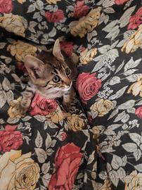 Gattina 2 mesi