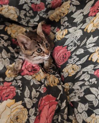 Gattina 2 mesi