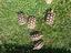Immagine 5