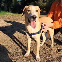 Marcus, cucciolo abbandonto, sano e giocherellone