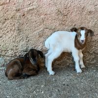 2 capretti tibetani