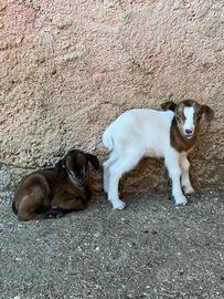 2 capretti tibetani