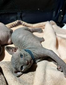 Cuccioli Canadian sphynx