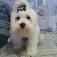 Cucciolo maltese di 4 mesi con pedigree