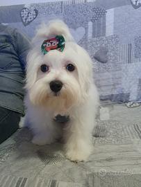 Cucciolo maltese di 4 mesi con pedigree