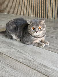 Gatto Scottish Fold