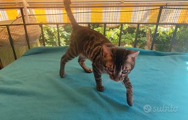 Gatto del Bengala maschio