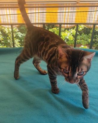 Gatto del Bengala maschio