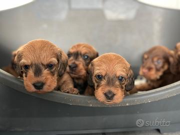 Cuccioli bassotto