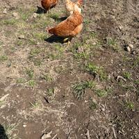 Galline ovaiole rosse