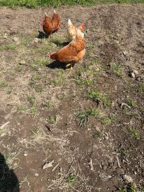 Galline ovaiole rosse