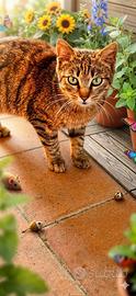 Gattina 5 mese tigrata dolce e ha perso la sorella