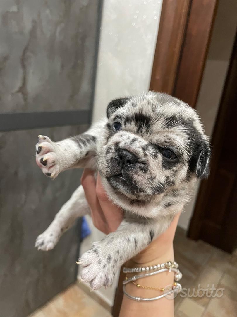 Cuccioli di bulldog francese - Animali In vendita a Palermo