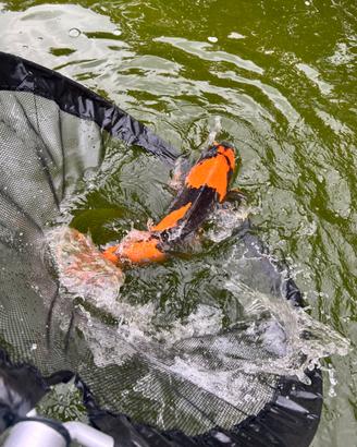 Carpa koi