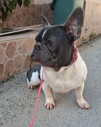 Cucciolo Bulldog Francese Nero Seduto E Guardando Lontano, Isolato Su Bianco 10630313