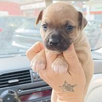 Chiwawa incrocio princer