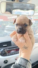 Chiwawa incrocio princer