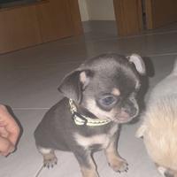 Cucciolo di Chihuahua maschio blu tan - 2 mesi