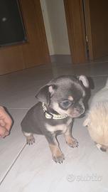 Cucciolo di Chihuahua maschio blu tan - 2 mesi