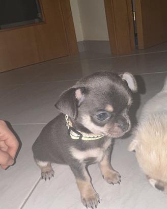 Cucciolo di Chihuahua maschio blu tan - 2 mesi