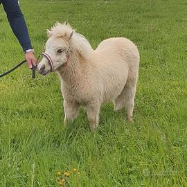 Mini pony olandese