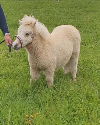 Mini pony olandese
