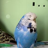 Cocorita Inglese Femmina Viola
