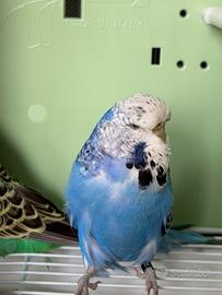 Cocorita Inglese Femmina Viola