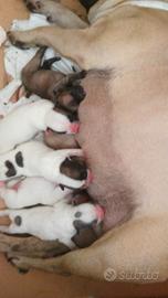 bulldog francese 