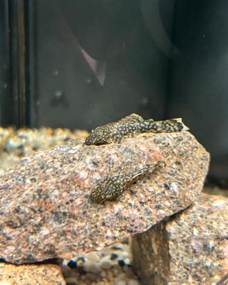 Ancistrus