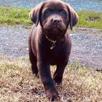 Cuccioli di Labrador color cioccolato