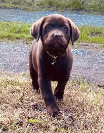 Cuccioli di Labrador color cioccolato