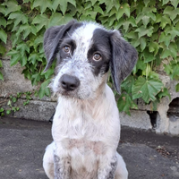 Adotta Cesa, Tito e Sansone