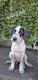 Adotta Cesa, Tito e Sansone