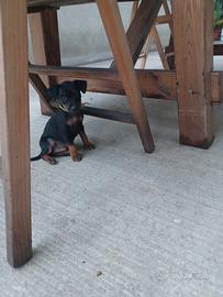 Cuccioli originale di pincher