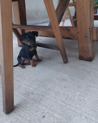 Cuccioli originale di pincher