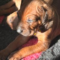 Cuccioli Rhodesian Ridgeback