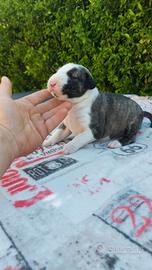 Cucciolo maschio bull terrier standard