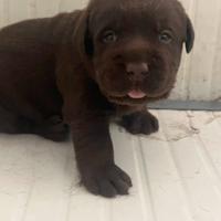 Labrador cioccolato cuccioli con pedigree in arriv