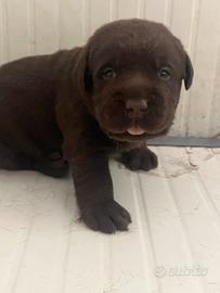 Labrador cioccolato cuccioli con pedigree in arriv