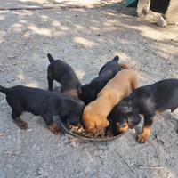 Cuccioli di segugio maremmano