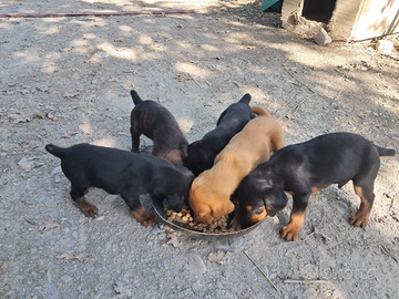 Cuccioli di segugio maremmano
