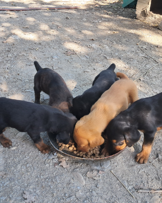 Cuccioli di segugio maremmano