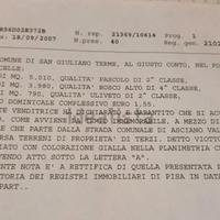 Terreno agricolo panoramico con uliveto - Asciano