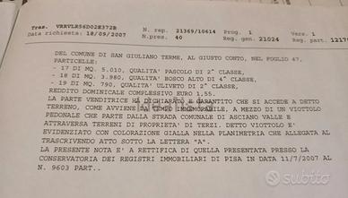 Terreno agricolo panoramico con uliveto - Asciano